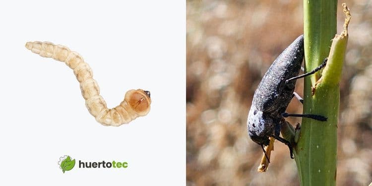 larva y adulto gusano cabezudo.jpg