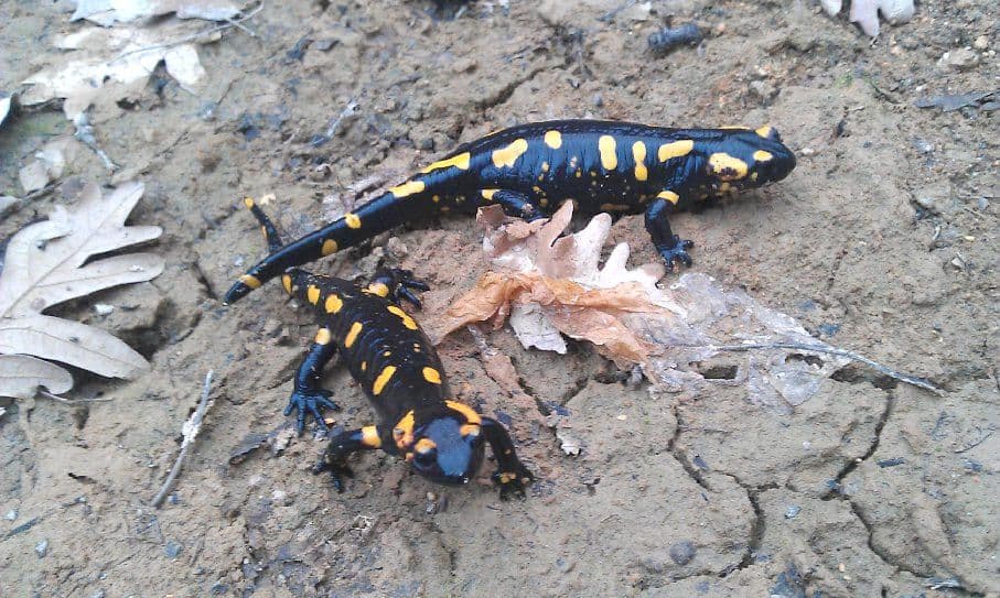 Salamandra común