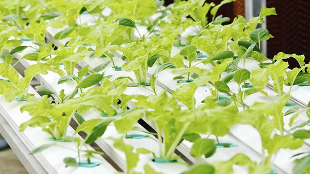 Cultivo hidropónico